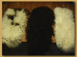 wool of icelandic sheep