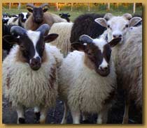 moutons islandais